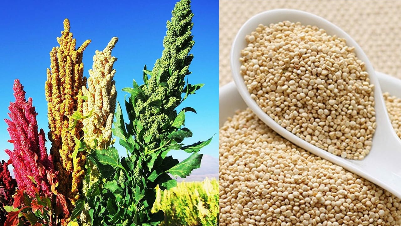 Quinoa in Hindi क्विनोआ क्या है? कीनुआ के फायदे और उपयोग इन हिंदी