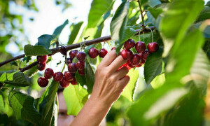 Cherry Health Benefits in Hindi