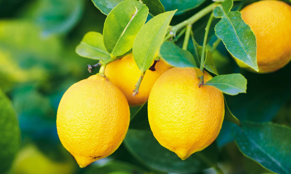Lemon and Honey Health Benefits in Hindi