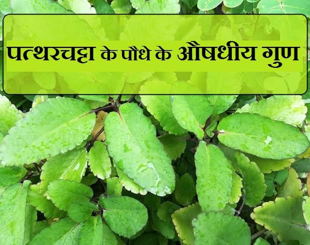 Patharchatta plants benefits in hindi 